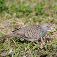 Zebra Dove
